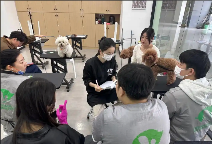 七台河市宠物剪毛宠物美容培训学校 - 推荐